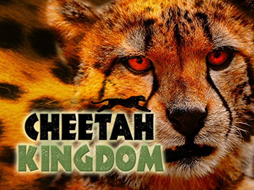 Cheetah Kingdom